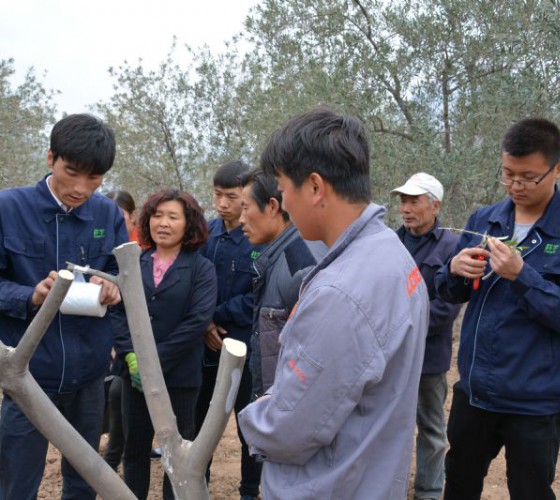 公司從產(chǎn)業(yè)鏈起始端著手，引進(jìn)良種優(yōu)苗，繁育基地苗圃，優(yōu)化樹(shù)種，以?xún)?yōu)質(zhì)的橄欖樹(shù)苗為生產(chǎn)特級(jí)初榨橄欖油提供基礎(chǔ)保障。在以自建萬(wàn)畝國(guó)家標(biāo)準(zhǔn)化油橄欖..