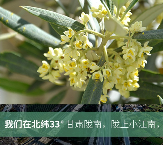 武都的氣候、土壤等與地中海沿岸極其相似，同處于世界頂級(jí)油橄欖黃金生產(chǎn)帶（32°58--33°36）年平均氣溫為14.7°，年日照時(shí)數(shù)1911..